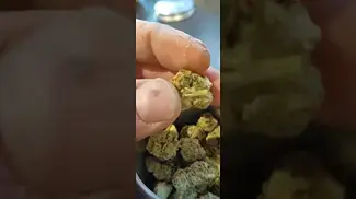 Medical cannabis new low \
