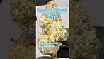 Green Karat: Fiji Sunset (A closer look & Terp breakdown)