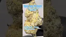 Review Budd Video Thumbnail