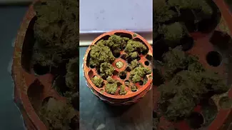 Animal face cookies,,,28%THC by PAPERS..... Medical Prescription cannabis.