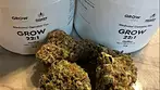 GROW Hellfire 22 THC - U.K. medical cannabis flower.