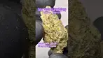 Kasa Verde: Grape Octane (A closer look & Terp breakdown)