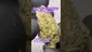 Video Thumbnail: Review Budd
