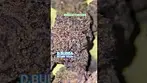 Death Bubba  #cannabiscommunity #medicalcannabis #weedchannel #medicalweed #montu #medical #high