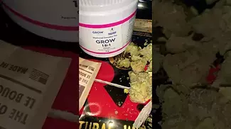 Grow gelato t18 #fyiシ゚viral  #viralvideo #ukmedical #music #reggae #dnb #dj #weed