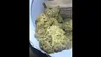 Peace Naturals Atomic Sour Grapefruit #medicalcannabis #cannabisreviews #peacenaturals #alternaleaf