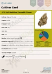 4C Labs