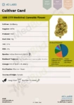 4C Labs