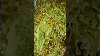 Inside Cinderella 99 | Trichome Close-Ups