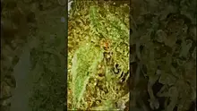 VIP THC Video Thumbnail