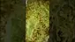 Video Thumbnail: VIP THC