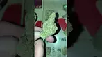 | HGR | JET PILOT | UK MEDICAL CANNABIS PATIENT FLOWER VIDEO