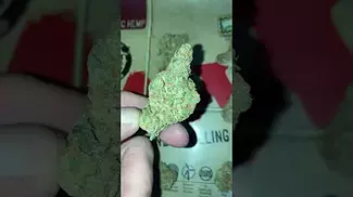 | HGR | JET PILOT | UK MEDICAL CANNABIS PATIENT FLOWER VIDEO