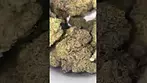Aurora Farm Gas| Sour diesel x G.s.c x chemdawg|   #legal #medicalcannabis #foryou