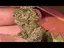 Video Thumbnail: Medicated Barber Friend