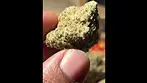 Alaskan Thunder T29 | Buds 2 #ukmedicalcannabis #cannabiseducation #ukmedical #strainreview