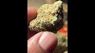 Alaskan Thunder T29 | Buds 2 #ukmedicalcannabis #cannabiseducation #ukmedical #strainreview