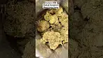 Black Kettle Farms | Gushers | UK Medial Cannabis 2026