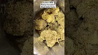Black Kettle Farms | Gushers | UK Medial Cannabis 2026
