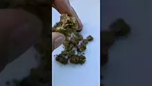 My Medical 420 Video Thumbnail