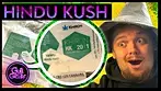 Hindu Kush Medical Cannabis Review - Strain that improved my focus?! 