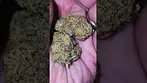 UK Medical Flower - East Cann Craft LP MAC1 24%