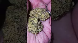 UK Medical Flower - East Cann Craft LP MAC1 24%
