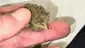 Video Thumbnail: BabyzBudz