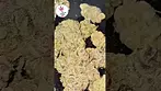 LOT420 AAAA GELATO 33  #medicalmarijuanapatient #medicalcannabis #legal #education