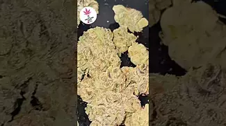 LOT420 AAAA GELATO 33  #medicalmarijuanapatient #medicalcannabis #legal #education
