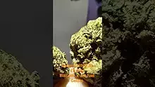 Vinnie's Lounge Video Thumbnail