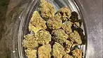 Sumo Canada craft no.3 garlic chem REVIEW