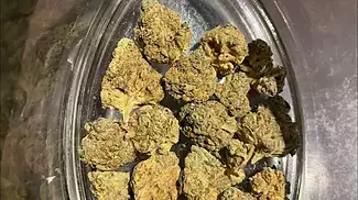 Sumo Canada craft no.3 garlic chem REVIEW