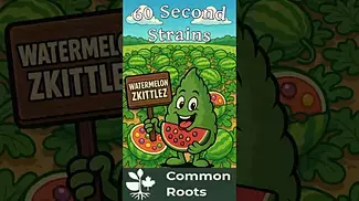  Watermelon Zkittles — Common Roots | 60 Second Strains Review  (THC: 28%)  #medicalcannabis