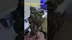 AAAA - LEMON CHERRY GELATO T19 - CLOSE UP - SWEET CHERRY 