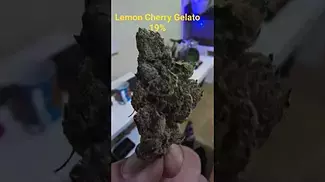 AAAA - LEMON CHERRY GELATO T19 - CLOSE UP - SWEET CHERRY 