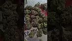 NEW GROW creamy kees 5 safricanna South African grown uk medical