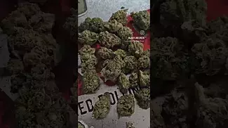 NEW GROW creamy kees 5 safricanna South African grown uk medical