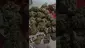 Video Thumbnail: Green Man