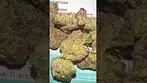 Sitka White Hot Guava UK MEDICAL