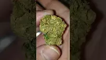 Mayor Green Video Thumbnail