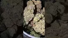 PrescribedBouquet Video Thumbnail