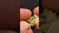 Video Thumbnail: Herb Gaming
