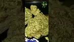 Upstate Pineapple God T28,sweet,spicy pineapples,check the comments #medicalcannabis #alternaleaf