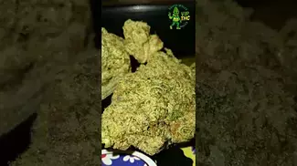 Upstate Pineapple God T28,sweet,spicy pineapples,check the comments #medicalcannabis #alternaleaf