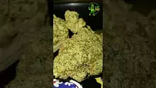 VIP THC Video Thumbnail
