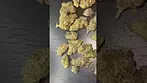  Cali-X Biscof T24 “Biscotti”  24% THC Medical Cannabis Flower First Look  #Cannabis #THC