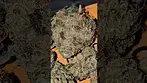 UPSTATE Mimosa Punch  T15 Azztecmedia has a quick wake n bake #medical #medbud #vibes #wakenbake