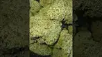 Upstate | Alien Mintz | UK Medical Flower | First Look 