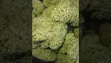 VIP THC Video Thumbnail
